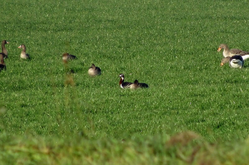 Red-breasted Goose - Pietro Melandri