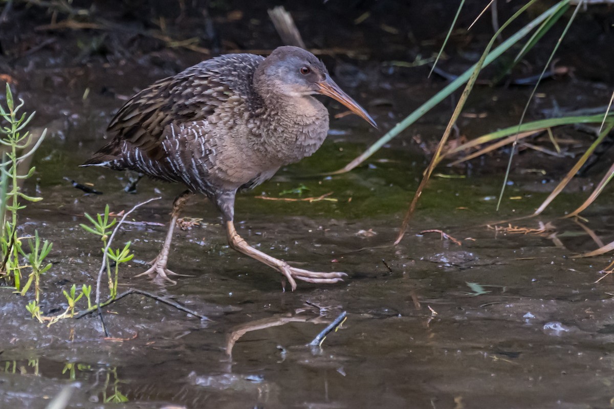 Clapper Rail - ML437126421