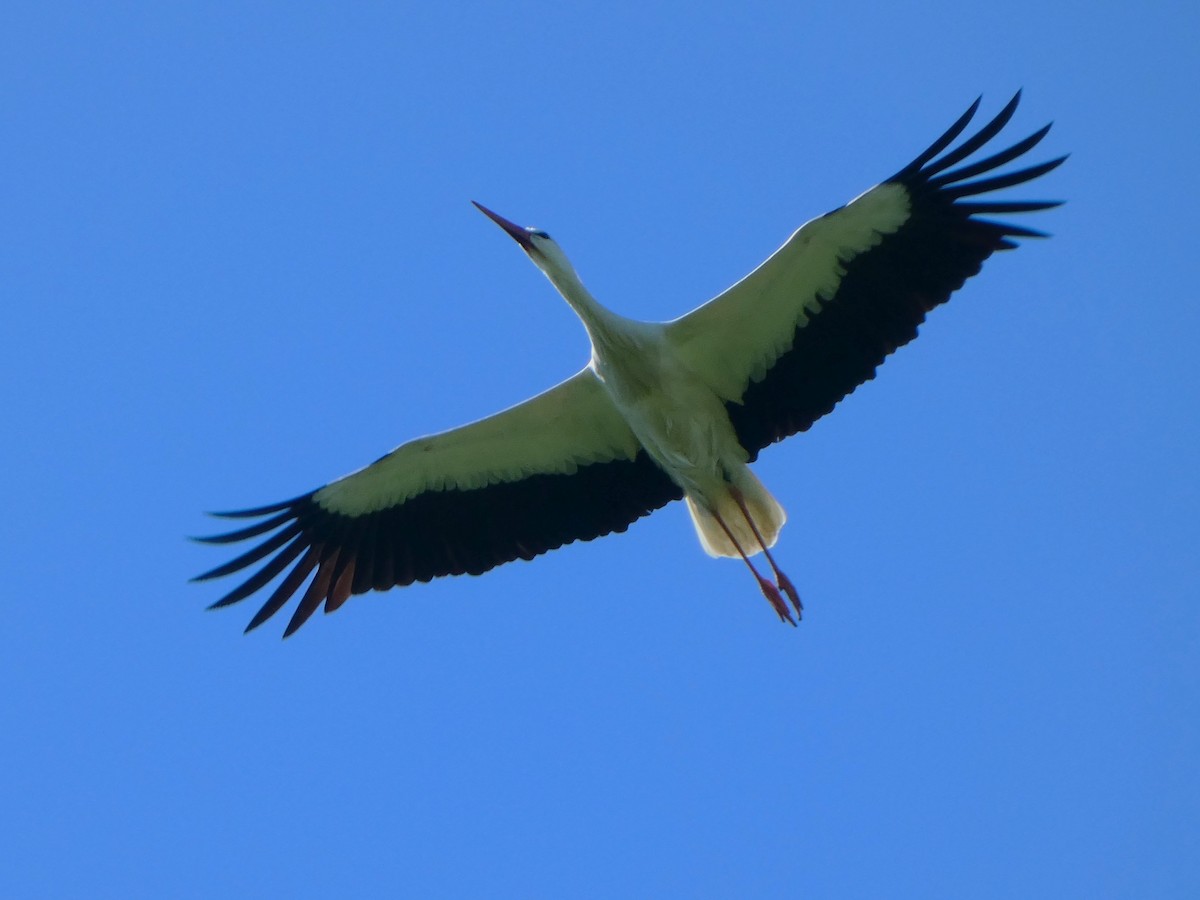 White Stork - ML437126431