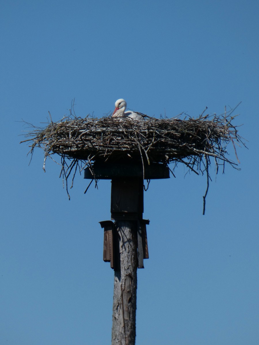 White Stork - ML437126571