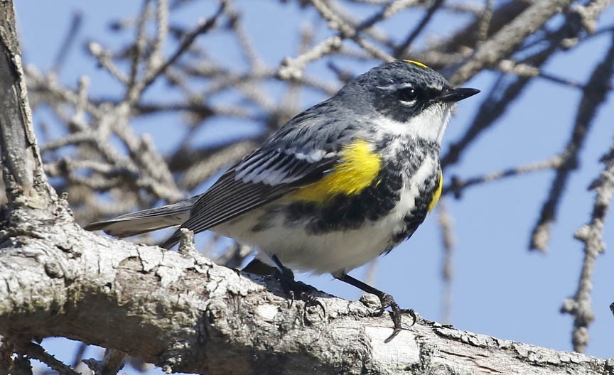 Yellow-rumped Warbler - ML437126651