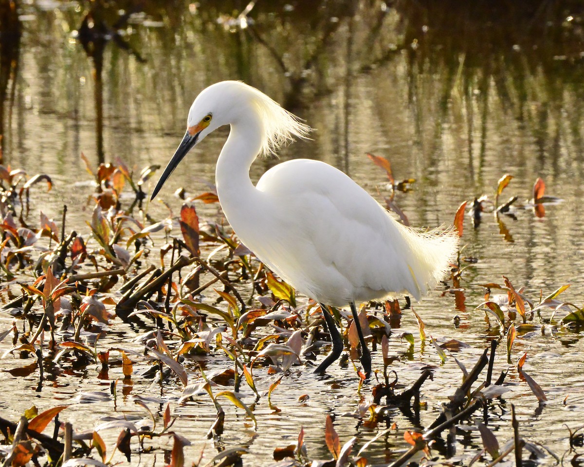 Snowy Egret - Bill Elrick