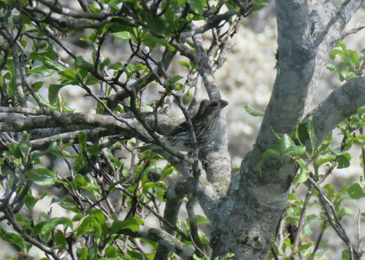 Purple Finch - ML437129801