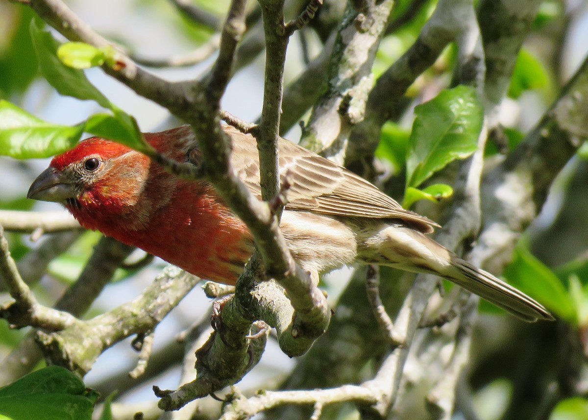 House Finch - ML437130211