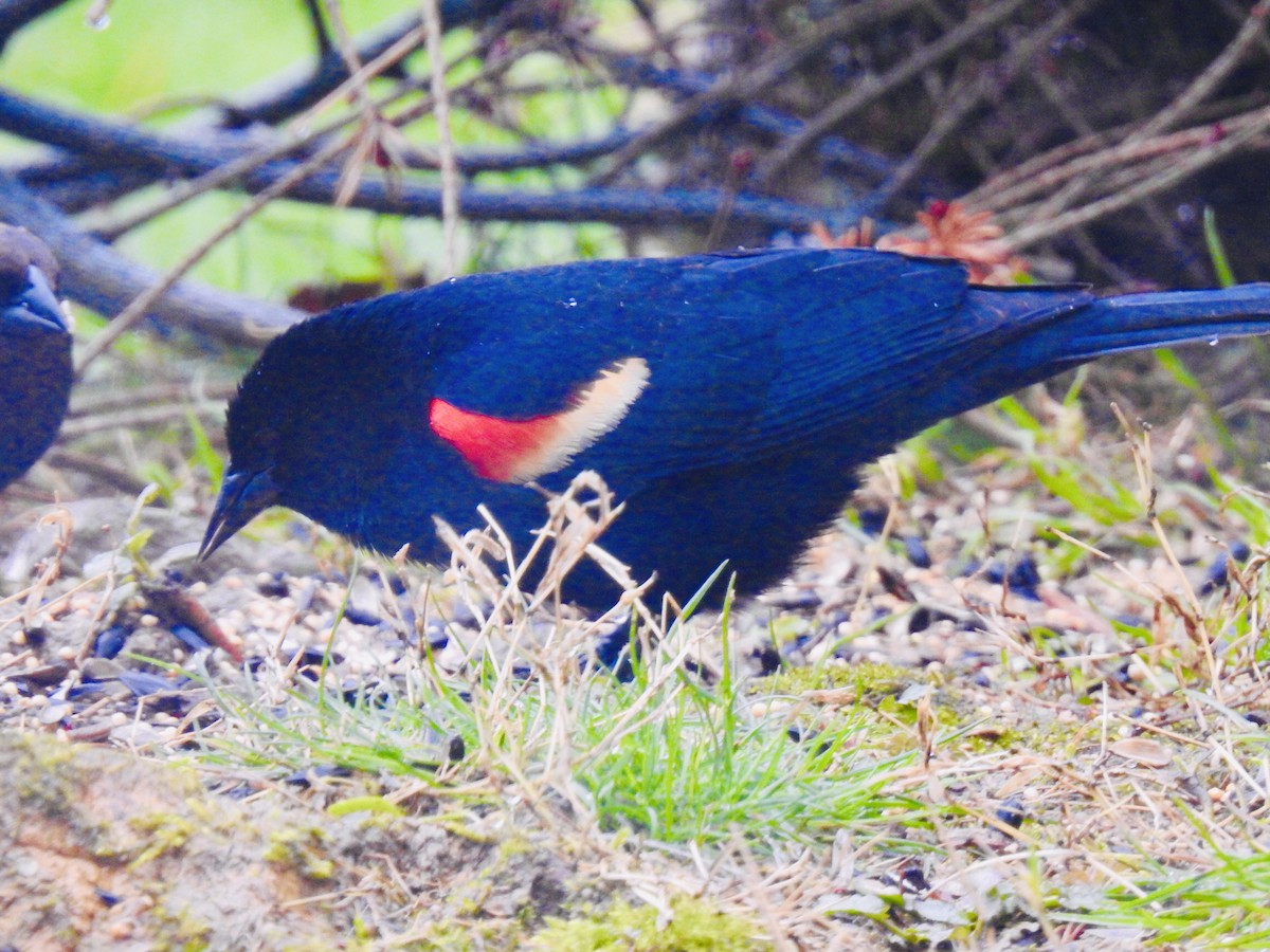 Red-winged Blackbird - Leslie Ferree