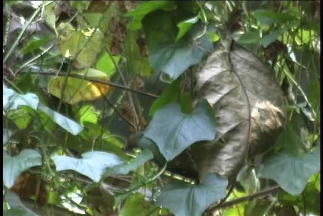 Rufous-cheeked Tanager - ML437131