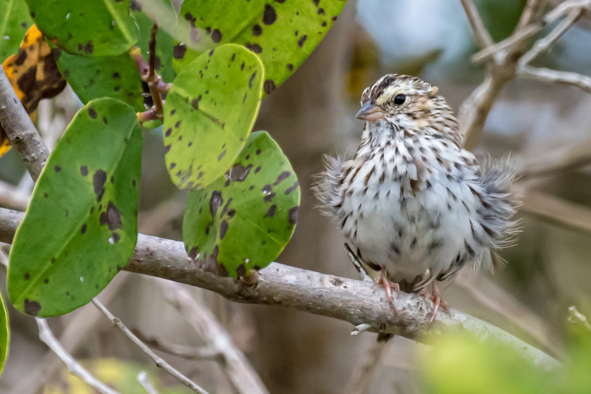 Savannah Sparrow - ML437132501