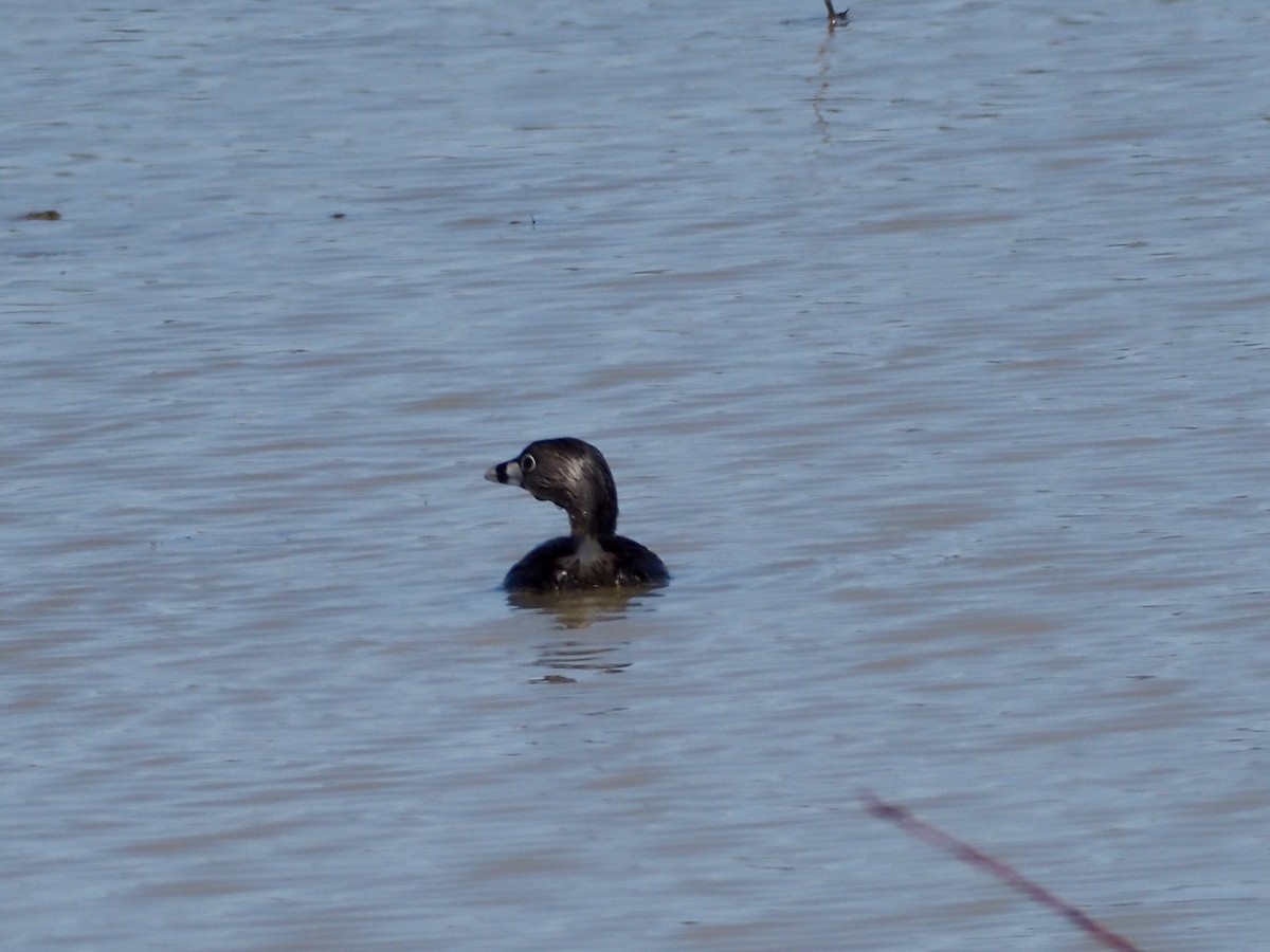 Pied-billed Grebe - ML437133131