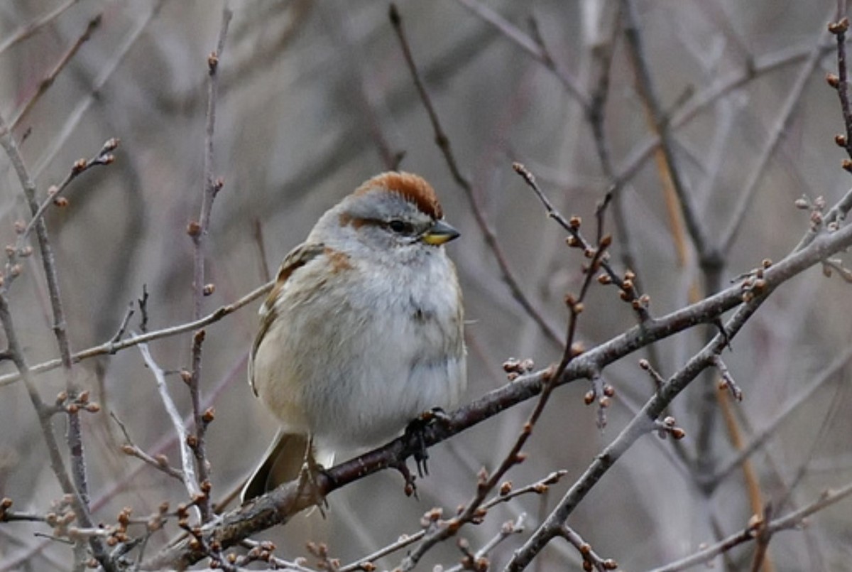 Spizella sp./American Tree Sparrow - ML437133511