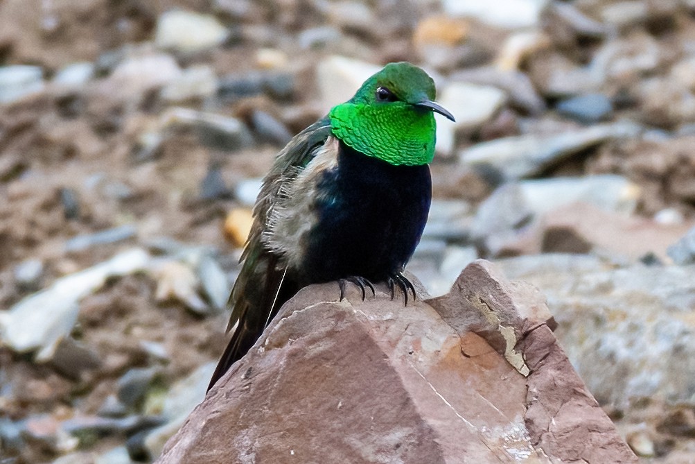 Black-breasted Hillstar - ML437135331