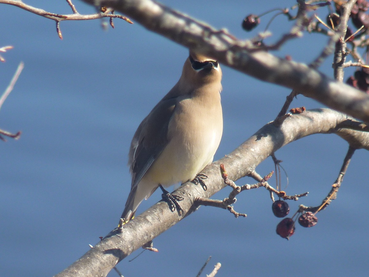 Cedar Waxwing - ML437135531