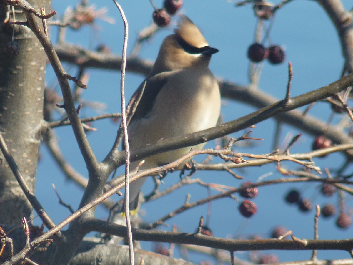 Cedar Waxwing - ML437135561