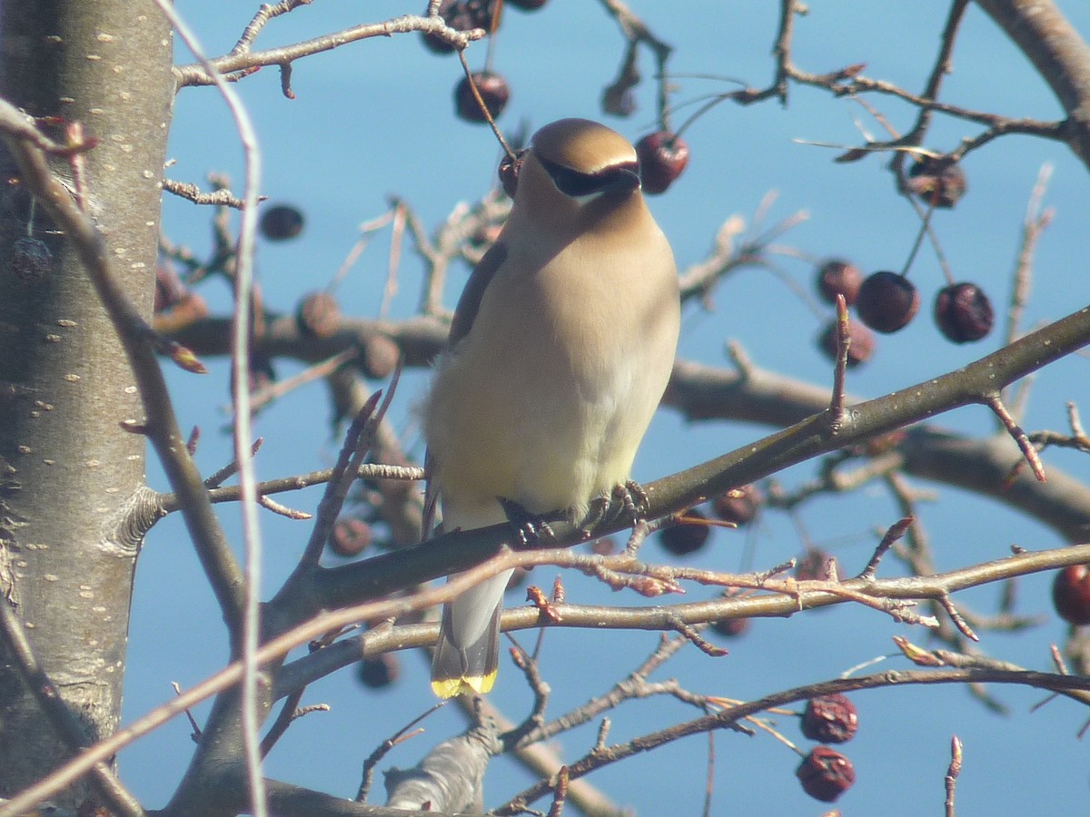 Cedar Waxwing - ML437135571