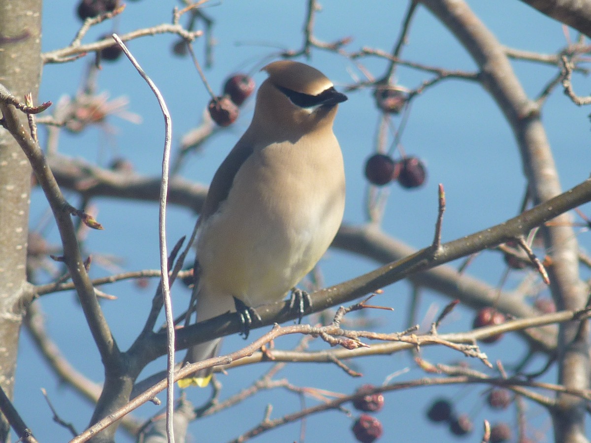 Cedar Waxwing - ML437135601