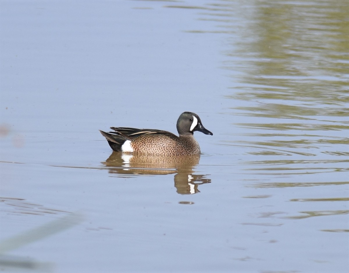 Blue-winged Teal - ML437136021