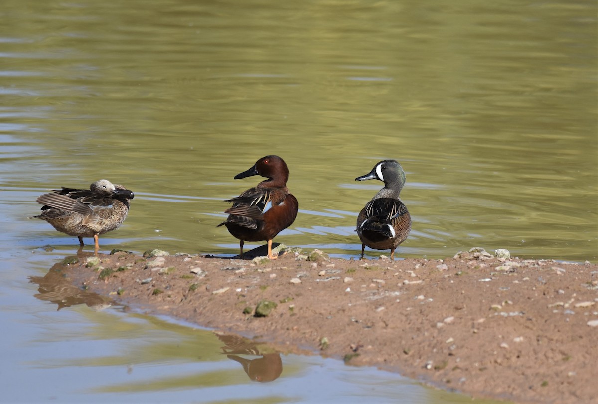 Blue-winged Teal - ML437136161