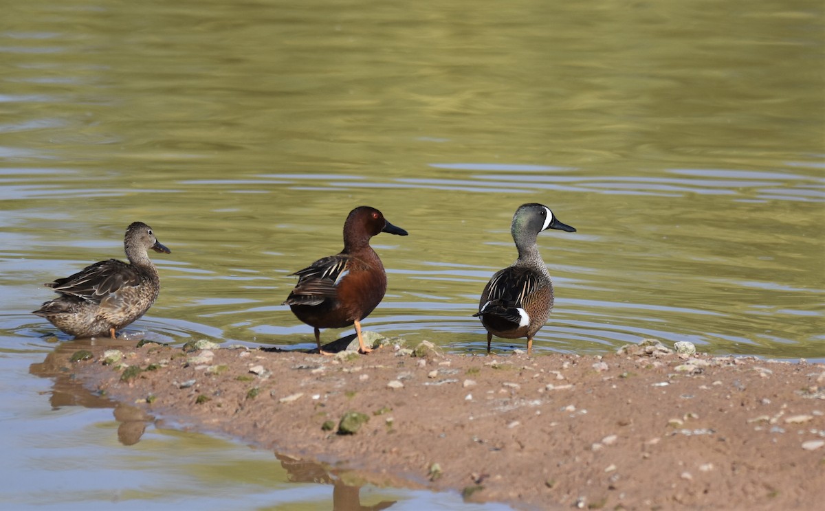 Blue-winged Teal - ML437136401