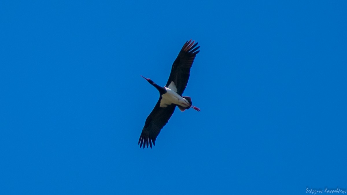 Black Stork - ML437138001