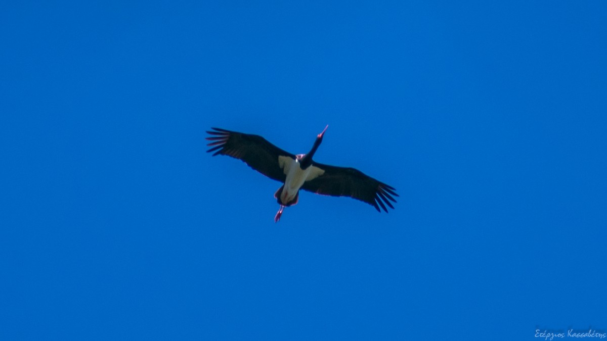 Black Stork - ML437138071