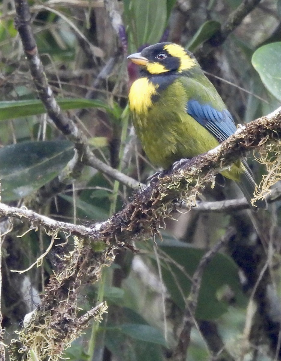 Gold-ringed Tanager - ML437138121