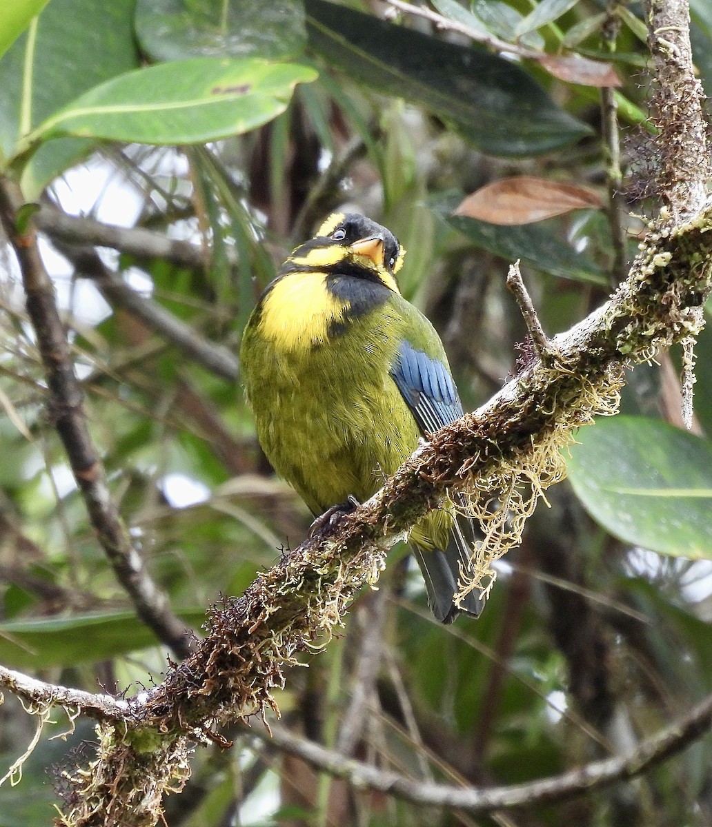 Gold-ringed Tanager - ML437138131