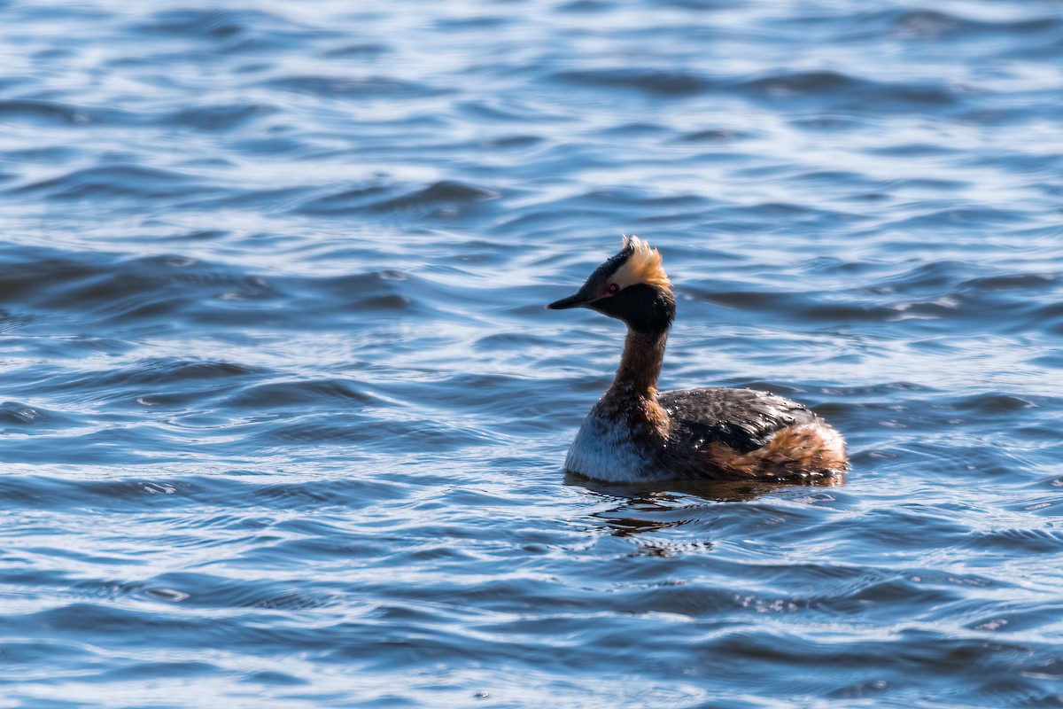 Horned Grebe - ML437139281