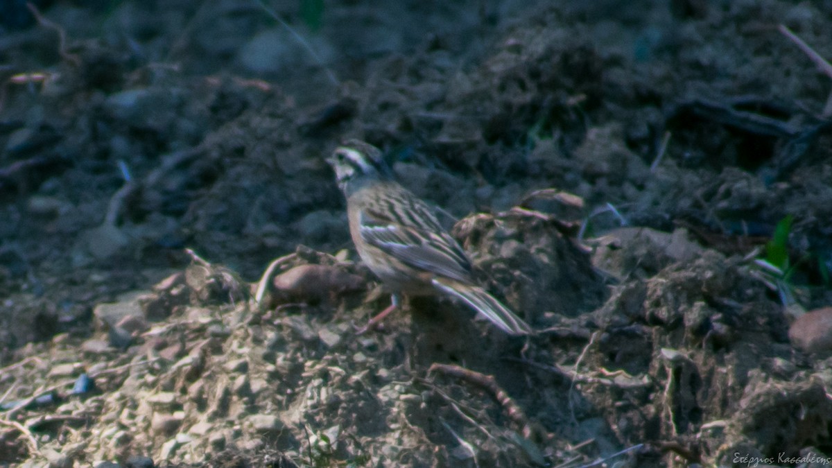 Rock Bunting - ML437139591