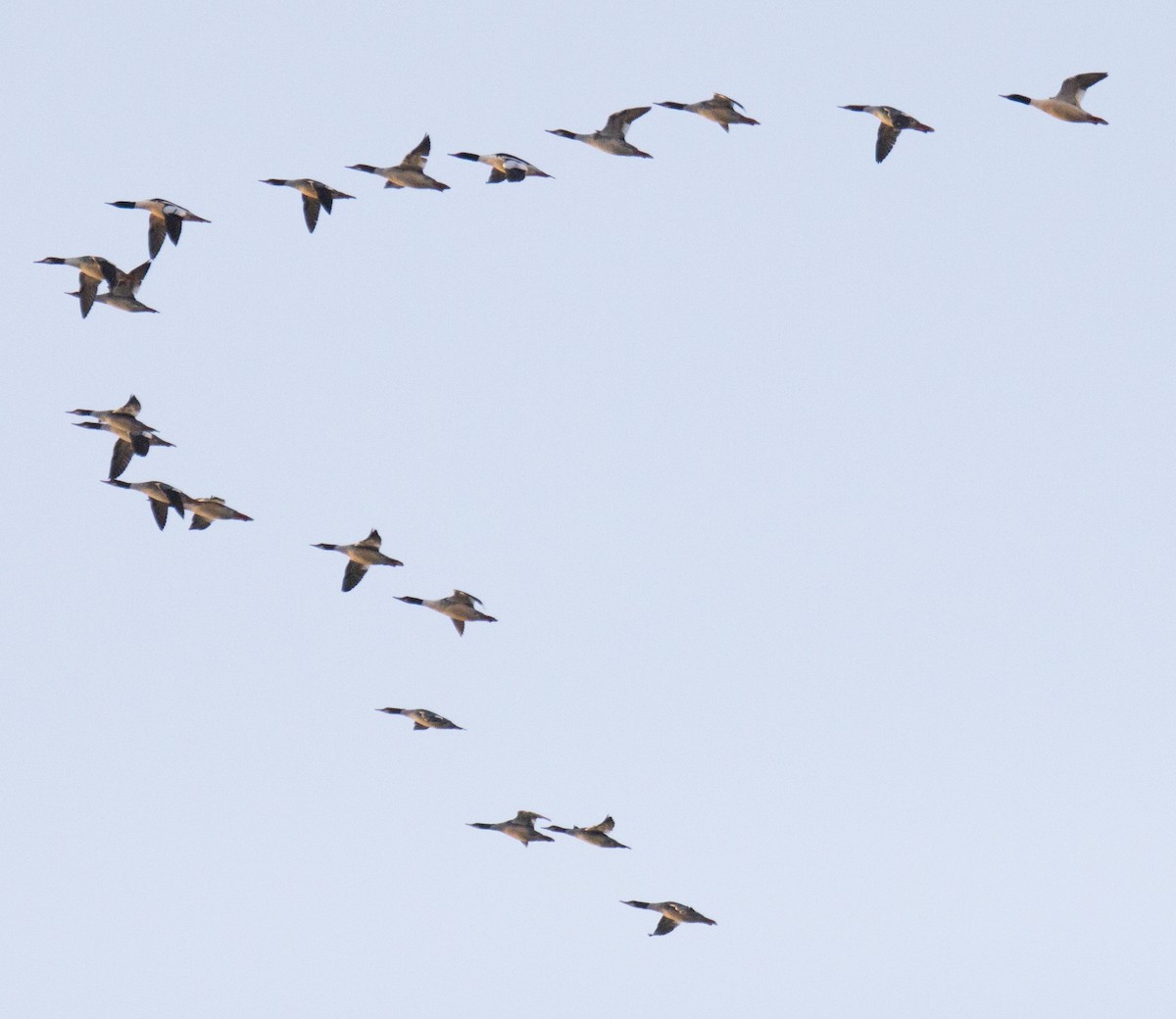 Common Merganser - ML43713971