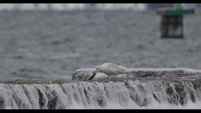 Iceland Gull (kumlieni) - ML437139971