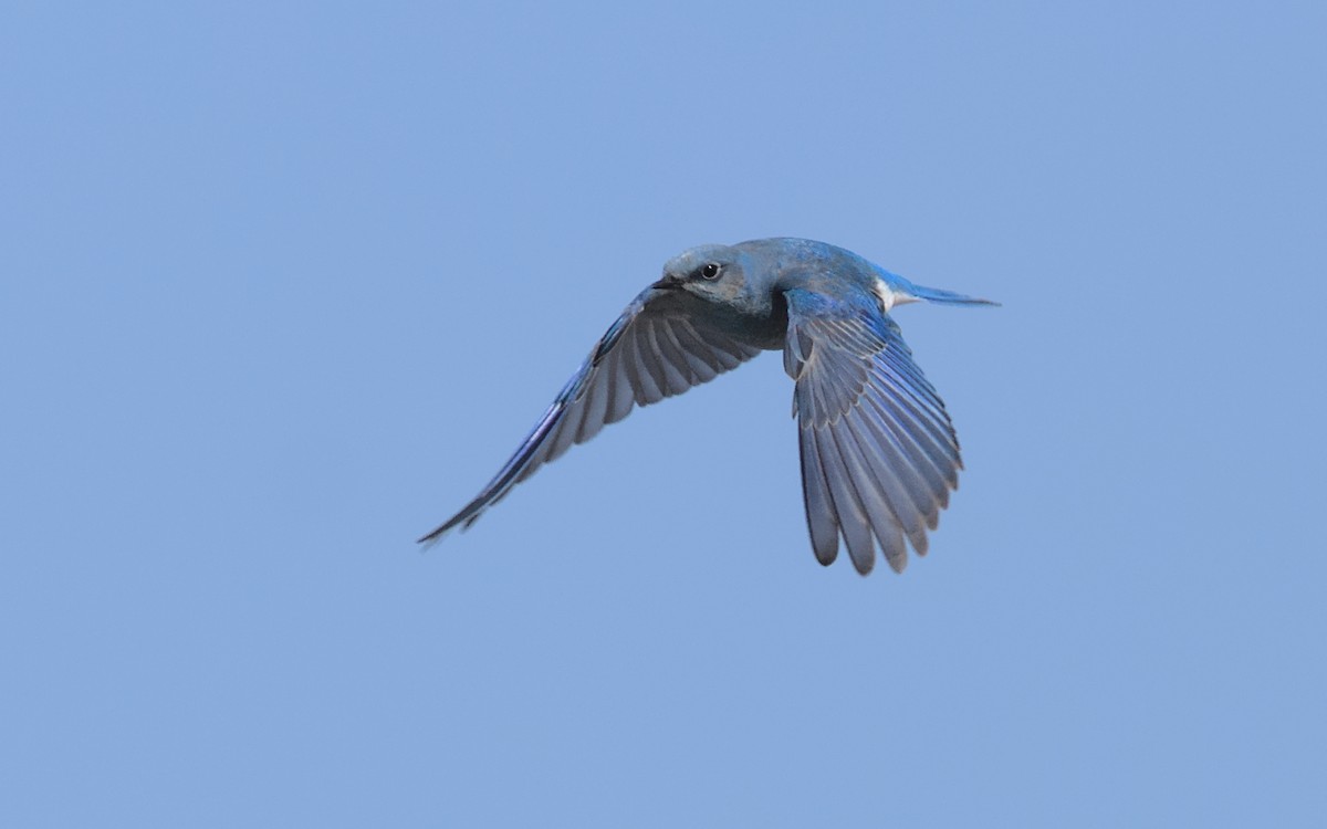 Mountain Bluebird - ML437140061