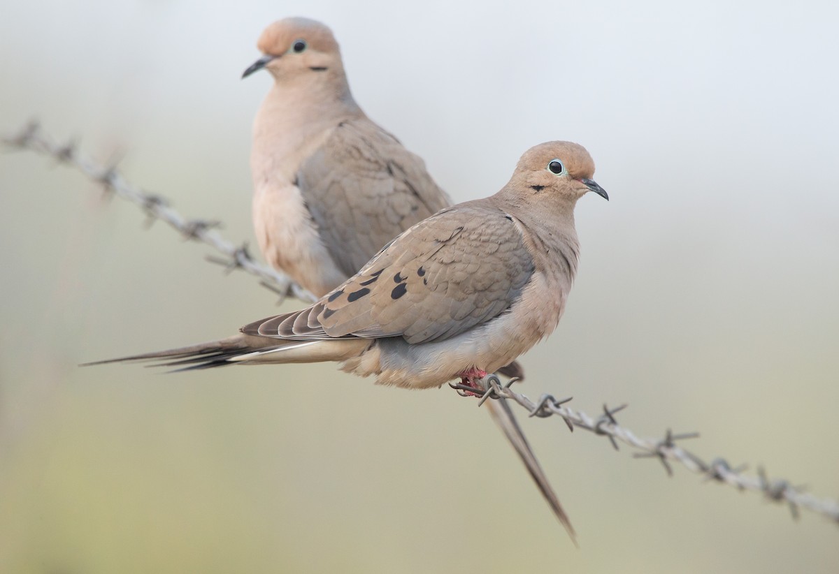 Mourning Dove - ML437141501