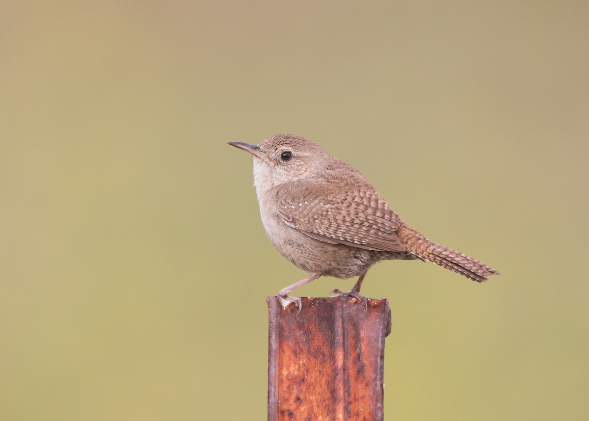 Northern House Wren - ML437141611
