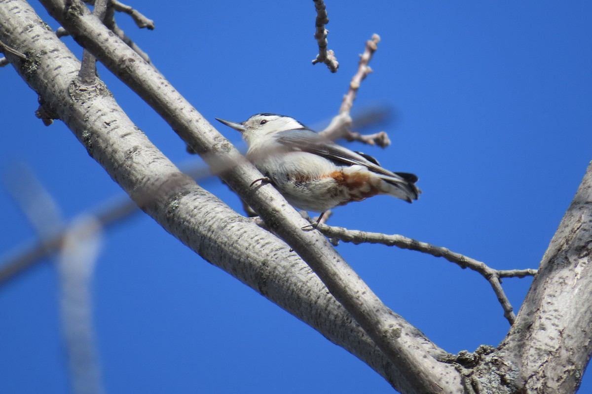 White-breasted Nuthatch - ML437146451