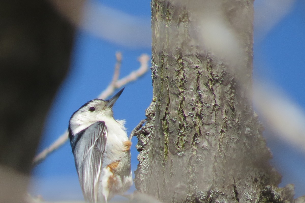 White-breasted Nuthatch - ML437146571