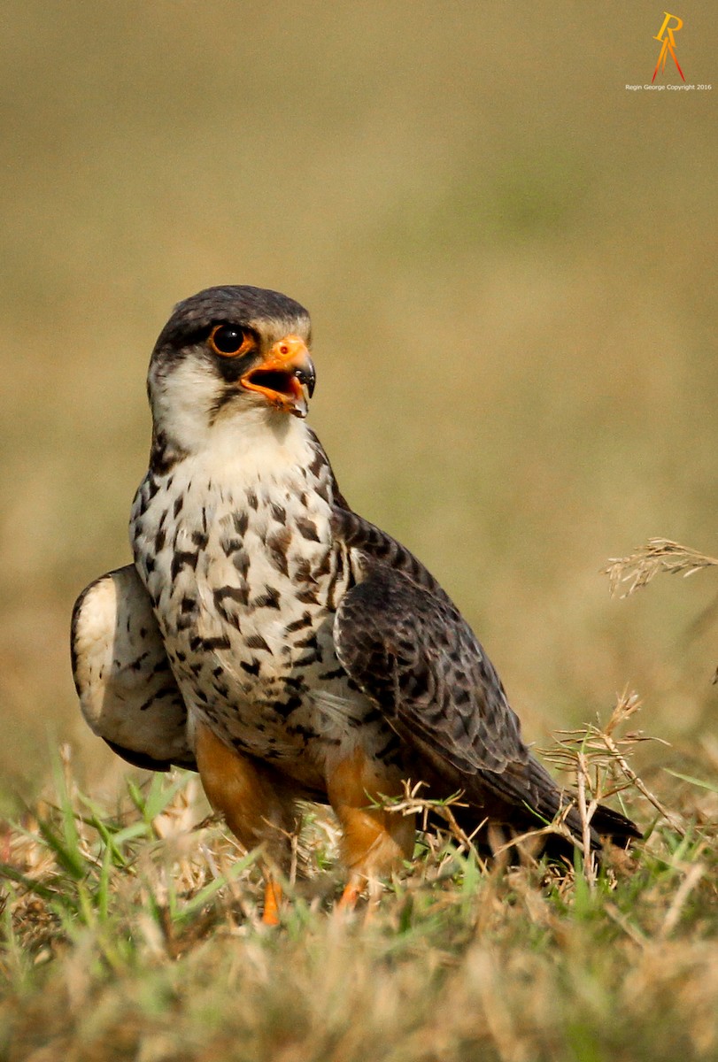 Amur Falcon - ML43714711