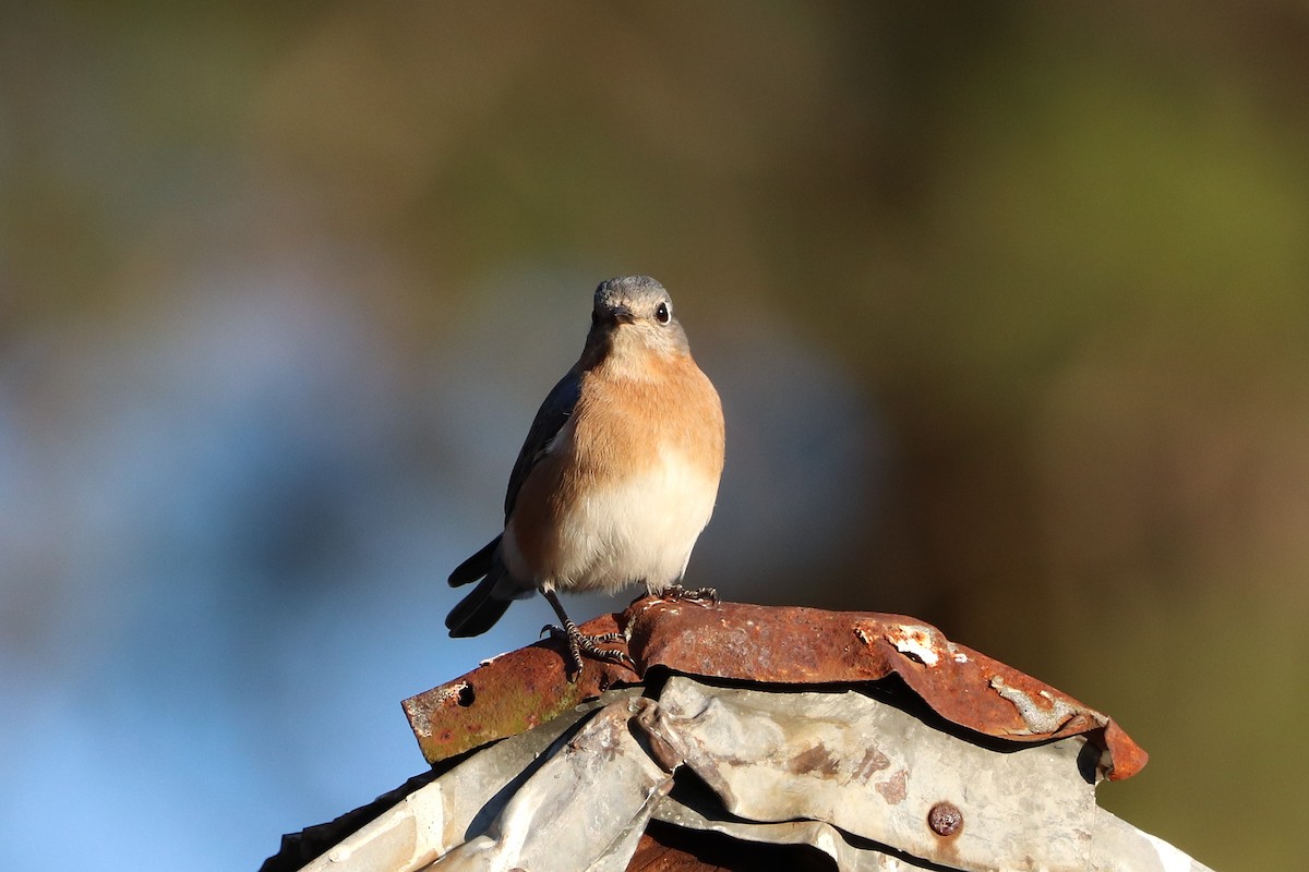 Eastern Bluebird - Will Bennett