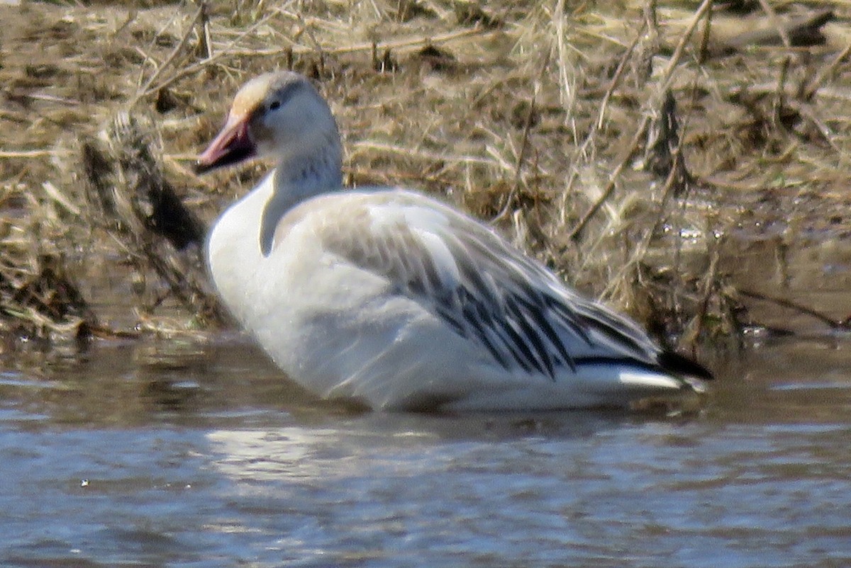 Snow Goose - ML437152651