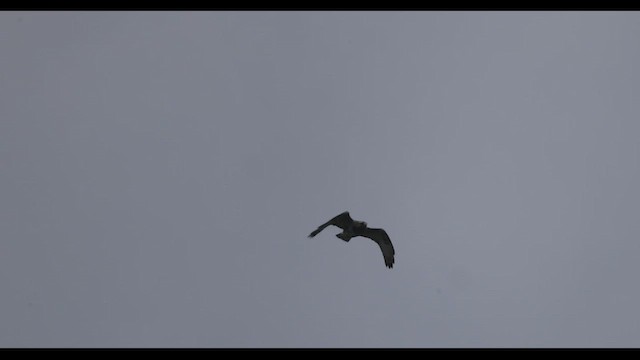 Rough-legged Hawk - ML437153261