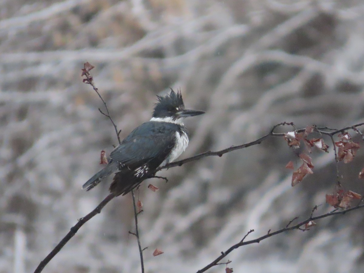 Belted Kingfisher - ML437153301