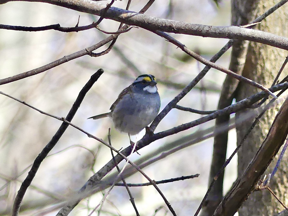 White-throated Sparrow - Laura Blutstein