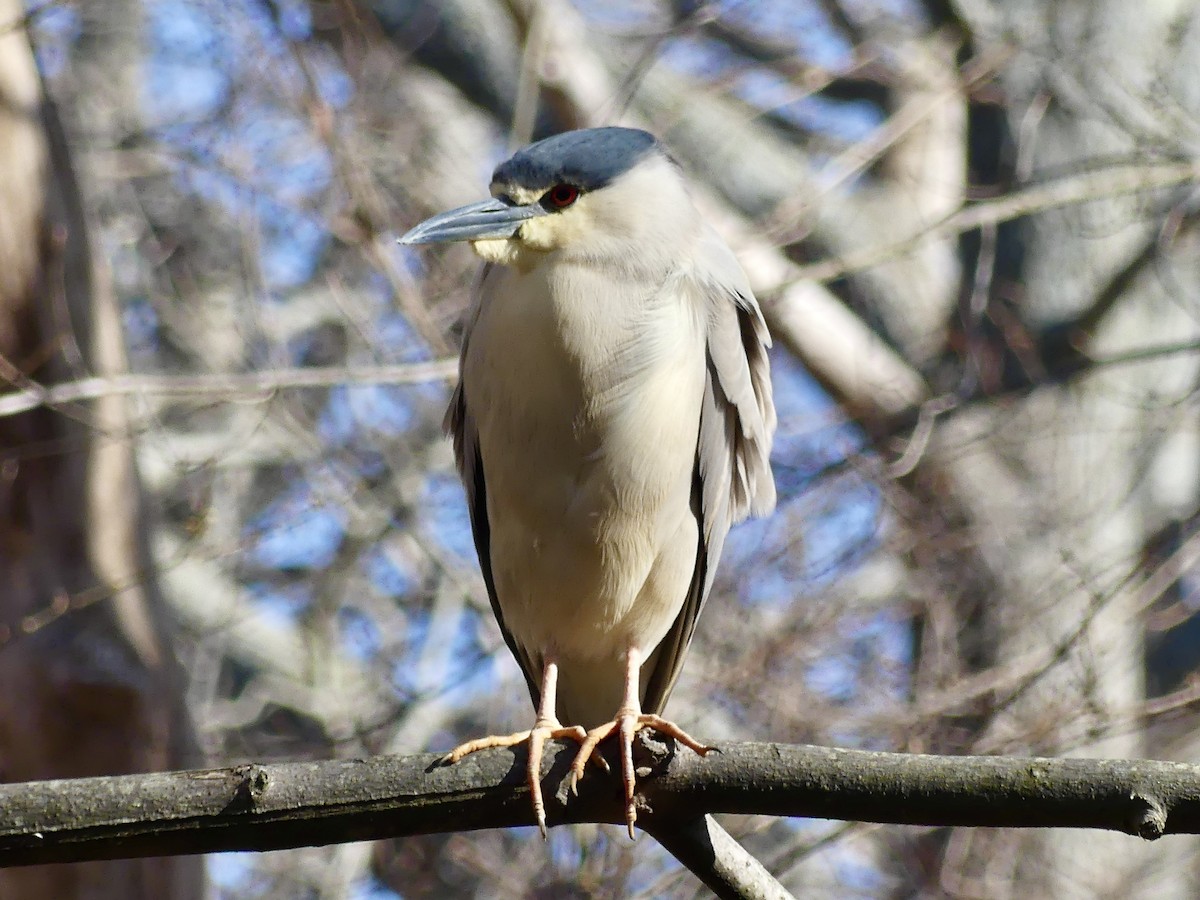 Black-crowned Night Heron - Laura Blutstein