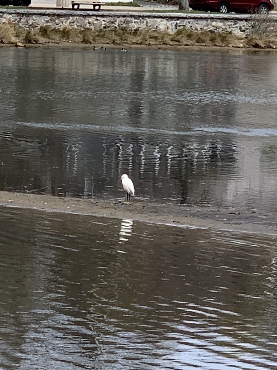 Snowy Egret - ML437155471