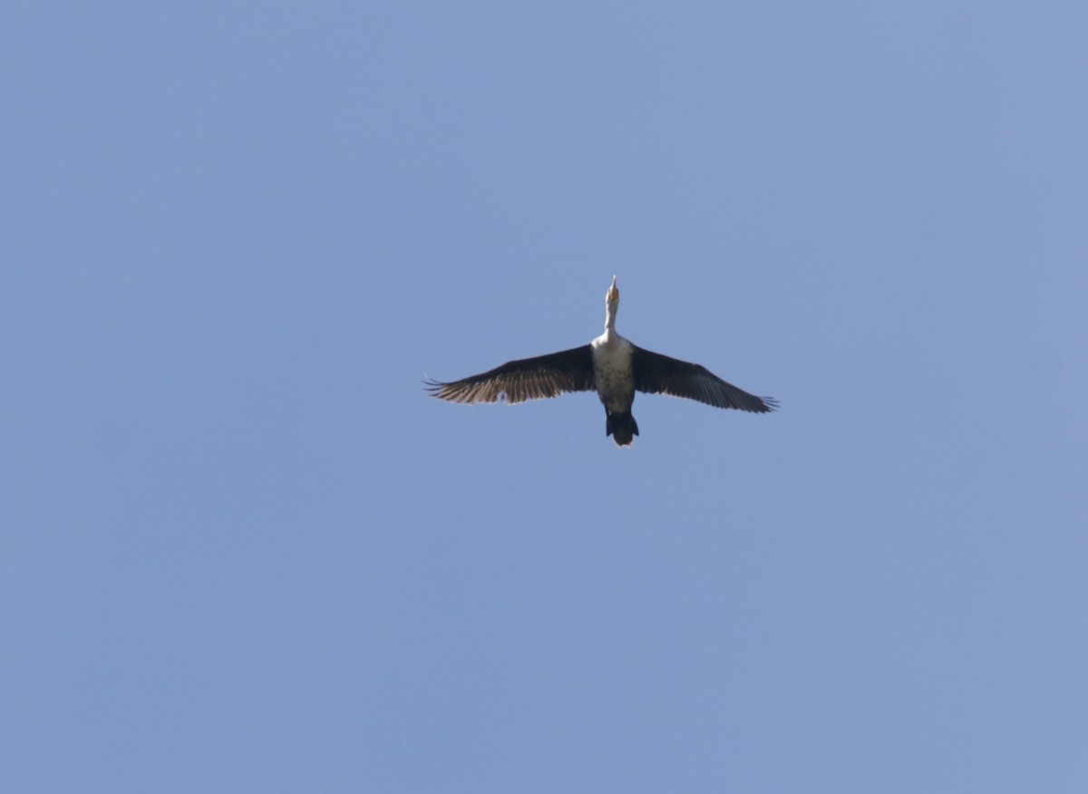 Double-crested Cormorant - ML437155681