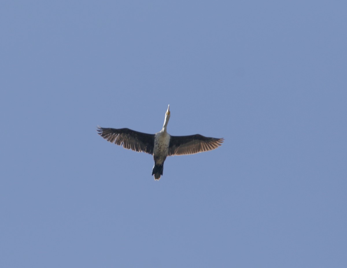 Double-crested Cormorant - ML437155761