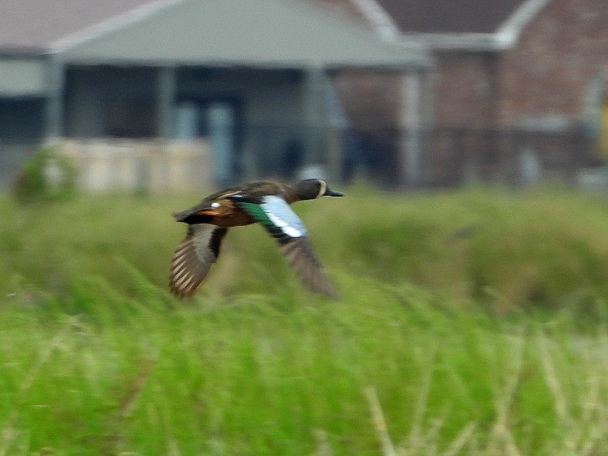 Blue-winged Teal - ML437156061