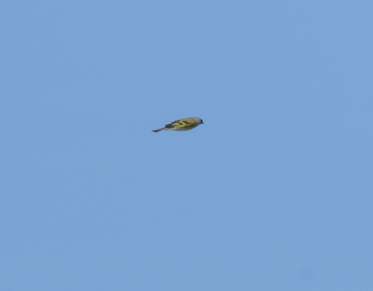 Lawrence's Goldfinch - ML437156101