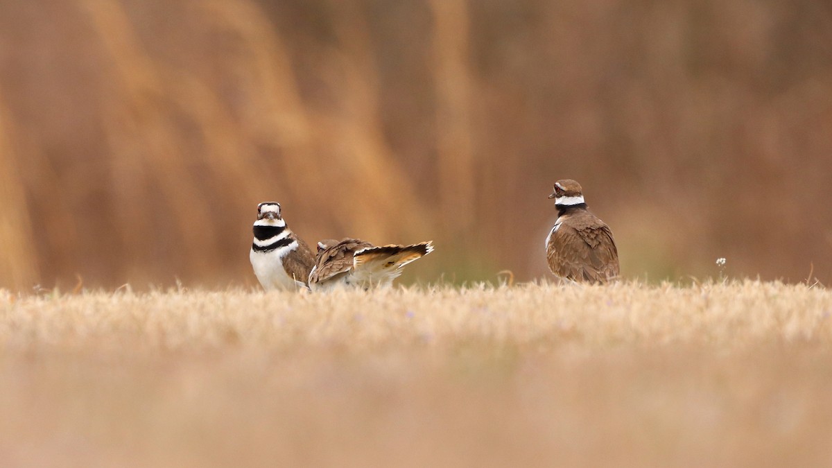 Killdeer - Will Bennett