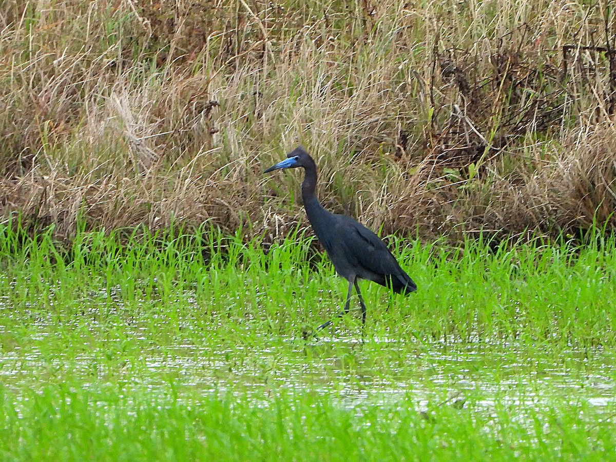 Little Blue Heron - ML437157181