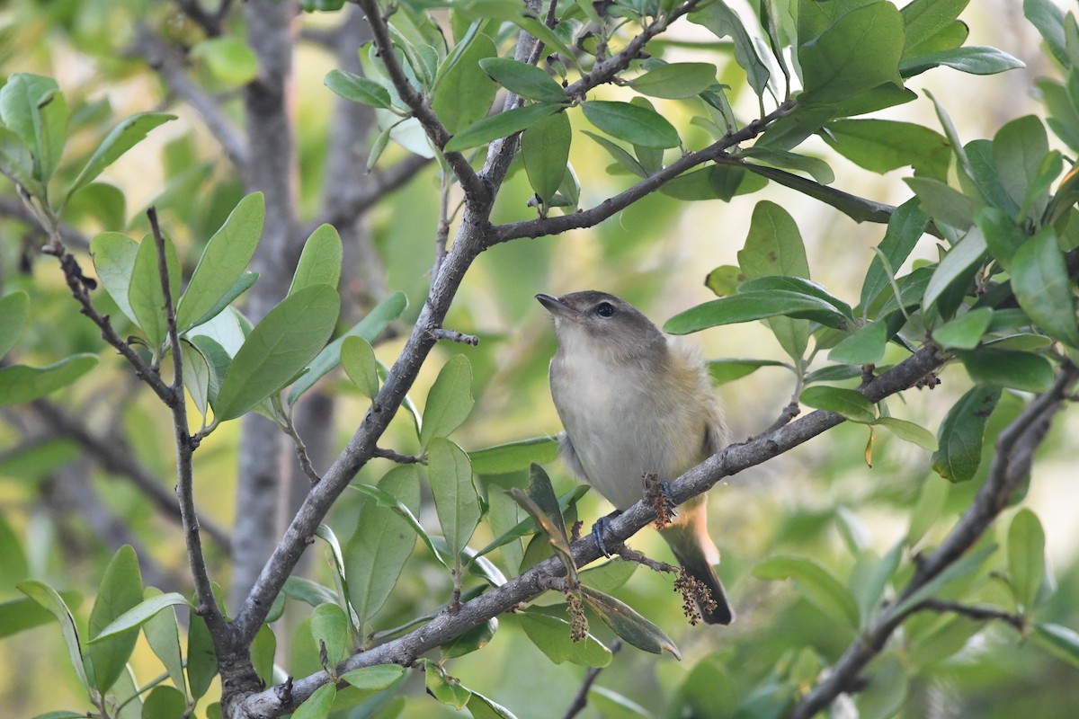 Vireo Gorjeador - ML437159051