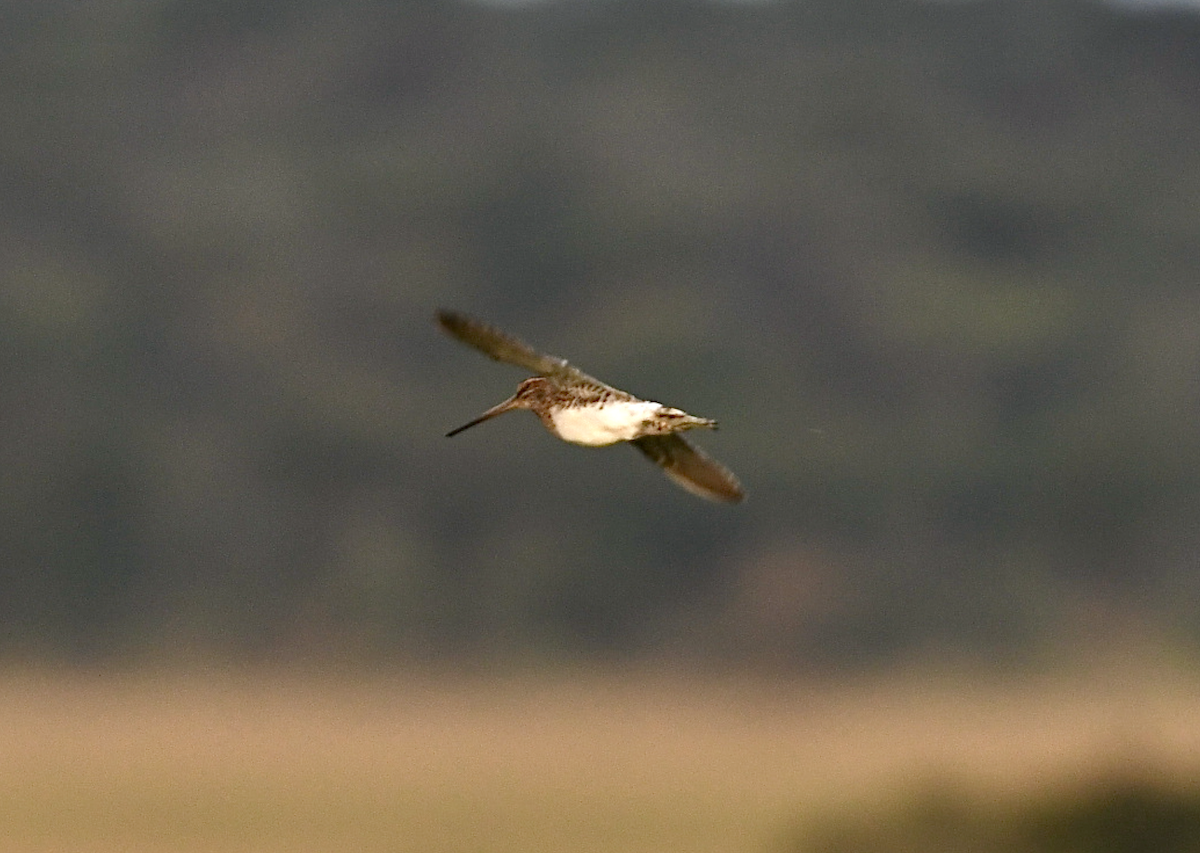 African Snipe - ML437159311